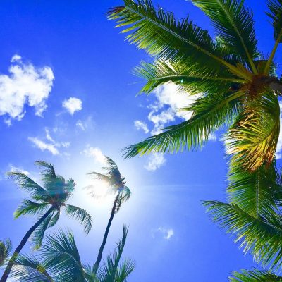 Coltivare la Palma delle Hawaii